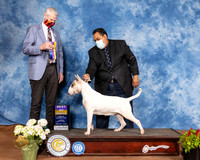 Bull Terrier White #8 Sun BOB Judge Jon Cole