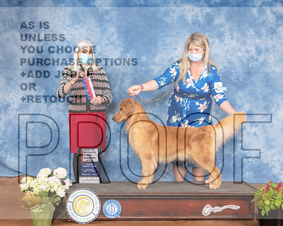 Golden Retriever #24 Sun BOS Judge Jan PaulkMMJ_1429-MdlndM792021_HR3