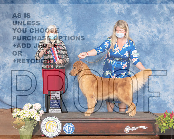 Golden Retriever #24 Sun BOS Judge Jan PaulkMMJ_1430-MdlndM792021_HR3