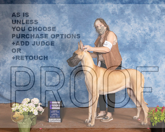 Great Dane #20 Sun WB Judge Brian MeyerMMJ_1410-MdlndM792021_HR3