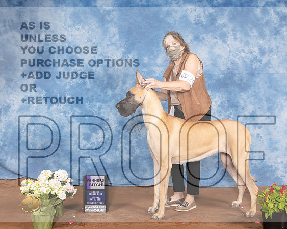 Great Dane #20 Sun WB Judge Brian MeyerMMJ_1411-MdlndM792021_HR3