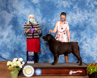 Labrador Retriever #21 Sun BOW Judge Jan Paulk