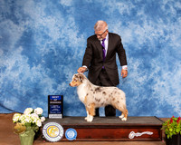 Miniature American Shepherd #7 Sun BOW Judge Cindy Meyers