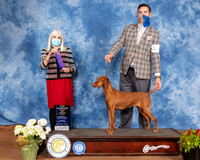 Vizsla #22 Sun WB Judge Jan Paulk