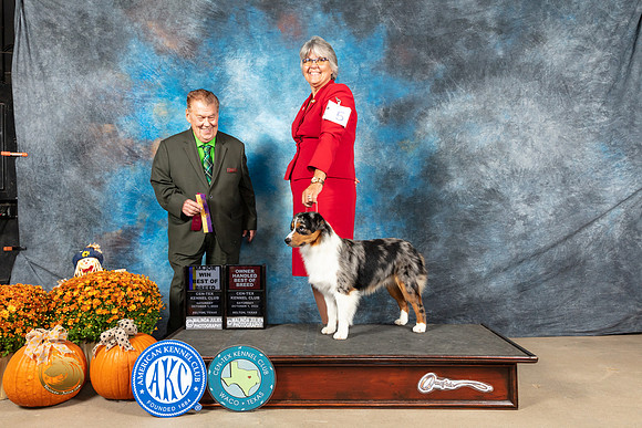Miniature American Shepherd #5 Sat BOBOHBOB Judge Del Richards_MJ_5709_Belton_2022_HR3