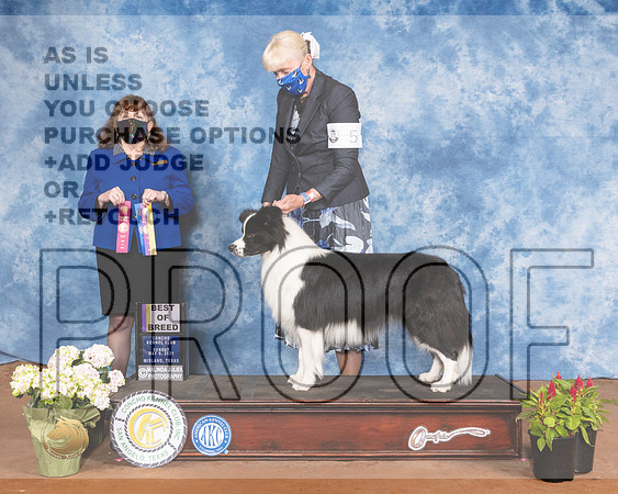 Border Collie #5 Sat BOB Judge Cindy MeyerMMJ_1459-MdlndM792021_HR3
