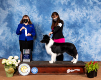 Border Collie #7 Sun SD Judge Cindy Meyer