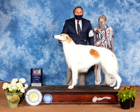 Borzoi #22 Sun BOB Judge Jon Cole