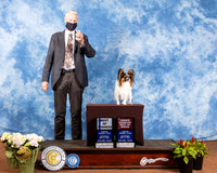 Papillon #11 Sat BOW Judge Jon Cole