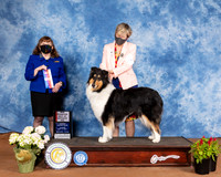 Rough Collie #16 Sun BOS Judge Cindy Meyer