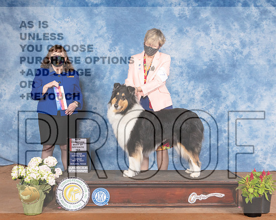 Rough Collie #16 Sun BOS Judge Cindy MeyerMMJ_1467-MdlndM792021_HR3