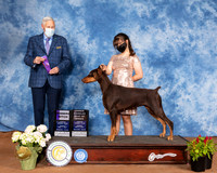 Doberman Pinscher #6 Sun WB Judge Brian Meyer