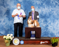 Shih Tzu #11 Sun BOW Judge Col Joe Purkhiser
