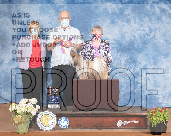 Shih Tzu #6 Sun BOS Judge Col Joe PurkhiserMMJ_1481-MdlndM792021_HR3
