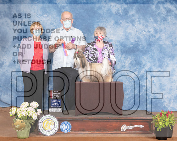 Shih Tzu #6 Sun BOS Judge Col Joe PurkhiserMMJ_1485-MdlndM792021_HR3