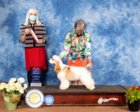 Cocker Spaniel Parti #5 Sun BOS Judge Jan Paulk