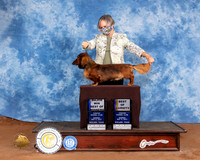 Dachshund Longhaired #7 Sun BOW Judge Jon Cole