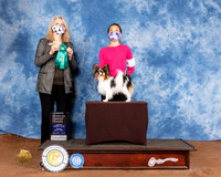 Papillon #11 Sun OHG3 Judge Pamela Wilson