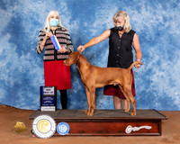 Vizsla #15 Sun BOW Judge Jan Paulk