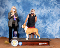 American Staffordshire Terrier #10 Sun WB Judge Pamela Wilson