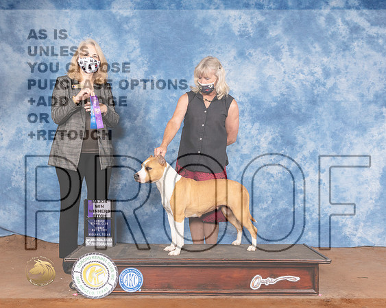 American Staffordshire Terrier #10 Sun WB Judge Pamela WilsonMMJ_1548-MdlndM792021_HR3