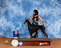 Doberman Pinscher #10 SatR WB Judge Cindy Meyer