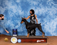 Doberman Pinscher #12 SatR BOW Judge Jan Paulk