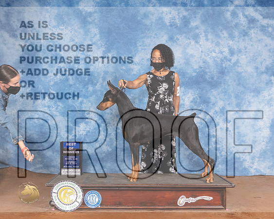 Doberman Pinscher #12 SatR BOW Judge Jan PaulkMMJ_1579-MdlndM792021_HR3