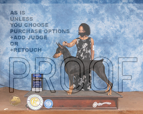 Doberman Pinscher #12 SatR BOW Judge Jan PaulkMMJ_1582-MdlndM792021_HR3