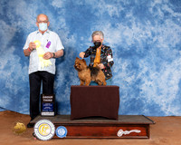 Norwich Terrier #5 Sun G3  Judge Col Joe Purkhiser