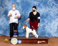 Wirehaired Fox Terrier #5 Sun G4 Judge Col Joe Purkhiser