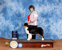 Australian Cattle Dog #12 Sun BOB Judge Cindy Meyer