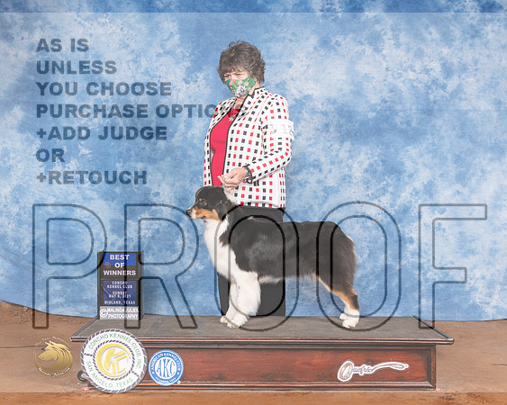 Australian Cattle Dog #12 Sun BOB Judge Cindy MeyerMMJ_1588-MdlndM792021_HR3