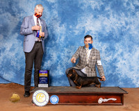 Dachshund Wire haired #6 Sun BOB Judge Jon Cole