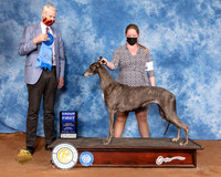 Greyhound #6 Sun G1 Judge Jon Cole