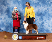 Miniature American Shepherd #5 Sun G2 Judge Jan Paulk