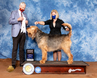 Otterhound #5 Sun G4 Judge Jon Cole