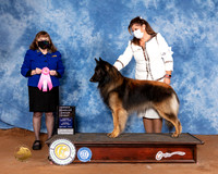 Belgian Tervuren #7 Sun OHG1 Judge Cindy Meyer