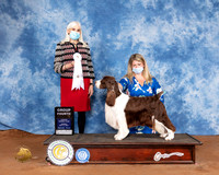 English Springer Spaniel #7 Sun G4 Judge Jan Paulk
