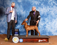 German Pinscher #5 Sun G4 Judge Jon Cole