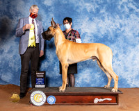 Great Dane #7 Sun G3 Judge Jon Cole