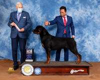 Rottweiler #7 Sun BOB Judge Brian Meyer