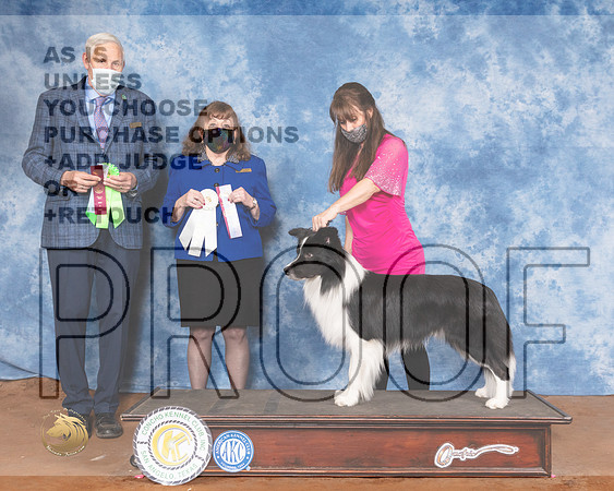 Border Collie Sun Meyers 2MMJ_1789-MdlndM792021_HR3