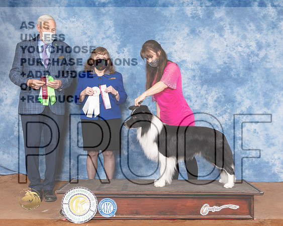 Border Collie Sun Meyers 2MMJ_1791-MdlndM792021_HR3