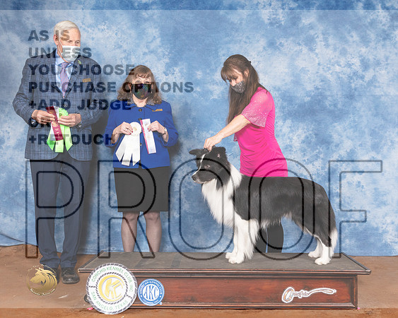 Border Collie Sun Meyers 2MMJ_1792-MdlndM792021_HR3