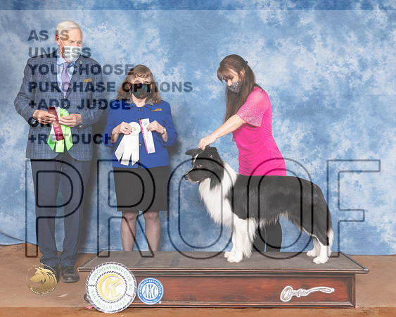Border Collie Sun Meyers 2MMJ_1794-MdlndM792021_HR3