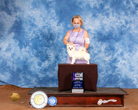 Chihuahua Long Coat #11 Sun WD Judge Col Joe Purkhiser