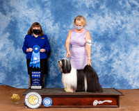 Tibetan Terrier #5 Sun G1 Judge Cindy Meyer