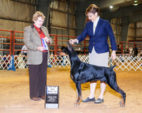 Doberman Pinscher #35 Sun BOW Maj +A1