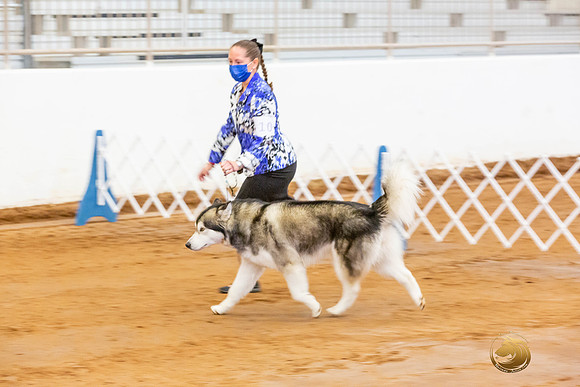 Alaskan Malamute #10 Fri OH Group_JJL_3881-MdlndMay72021-HR3